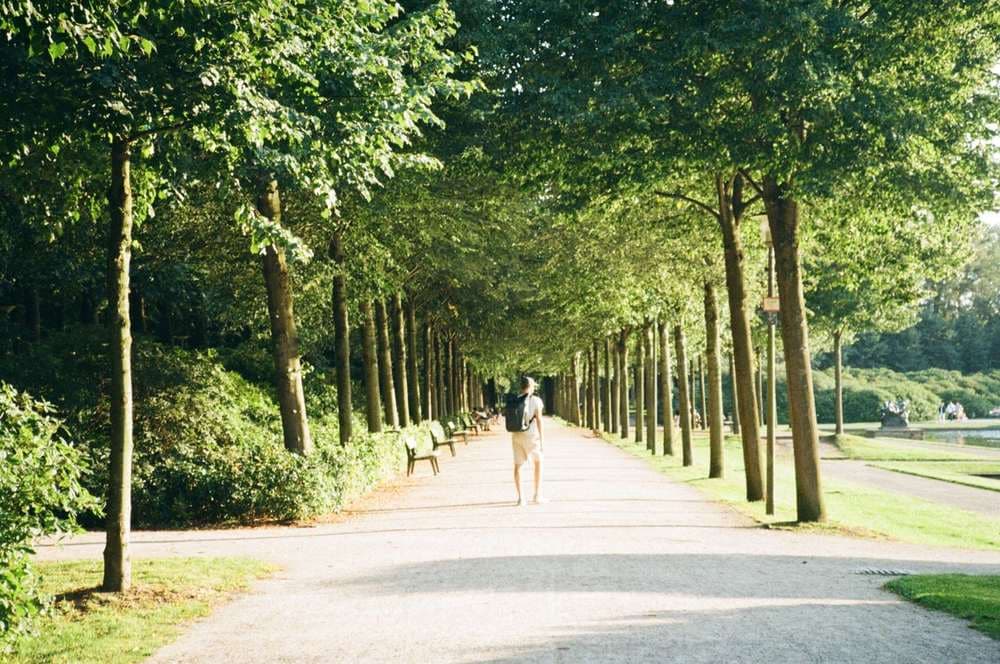 Spaziergänger auf einer baumgesäumten Allee im Bremer Bürgerpark